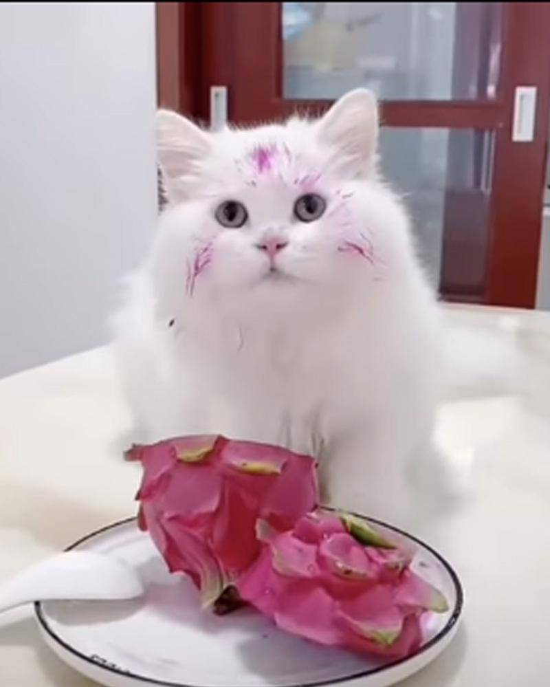 YouTube.com/Funny cats